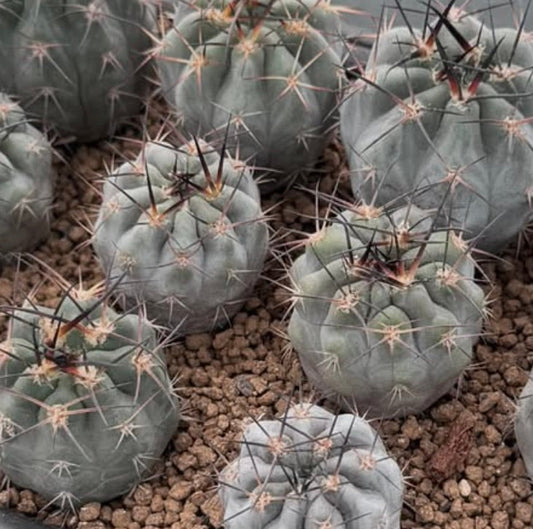 Acanthocalycium thionanthum var. copiapoides piccoli cactus rotondi con spine lunghe e scure su ghiaia