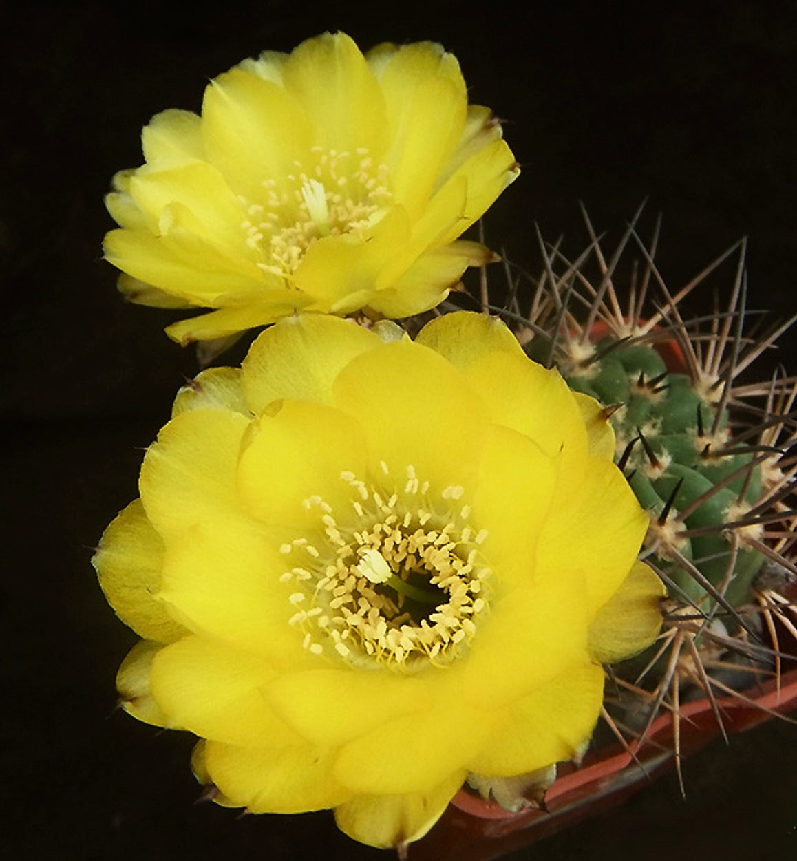 Cactus Acanthocalycium variiflorum con fiori giallo brillante e spine appuntite in vaso