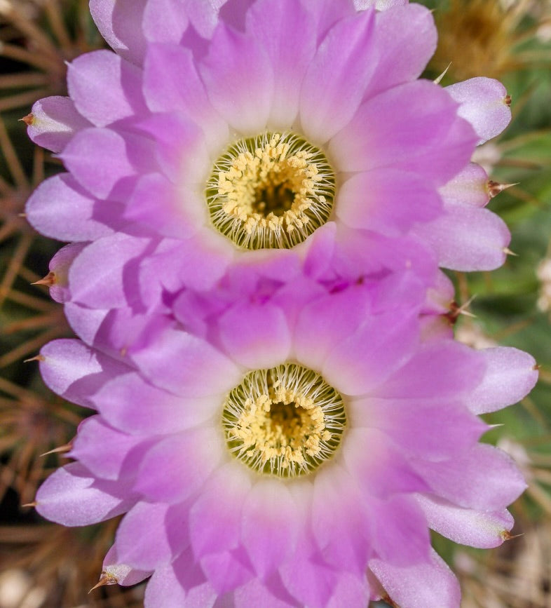 Cactus Acanthocalycium violaceum con fiori rosa vivaci e stami gialli in primo piano