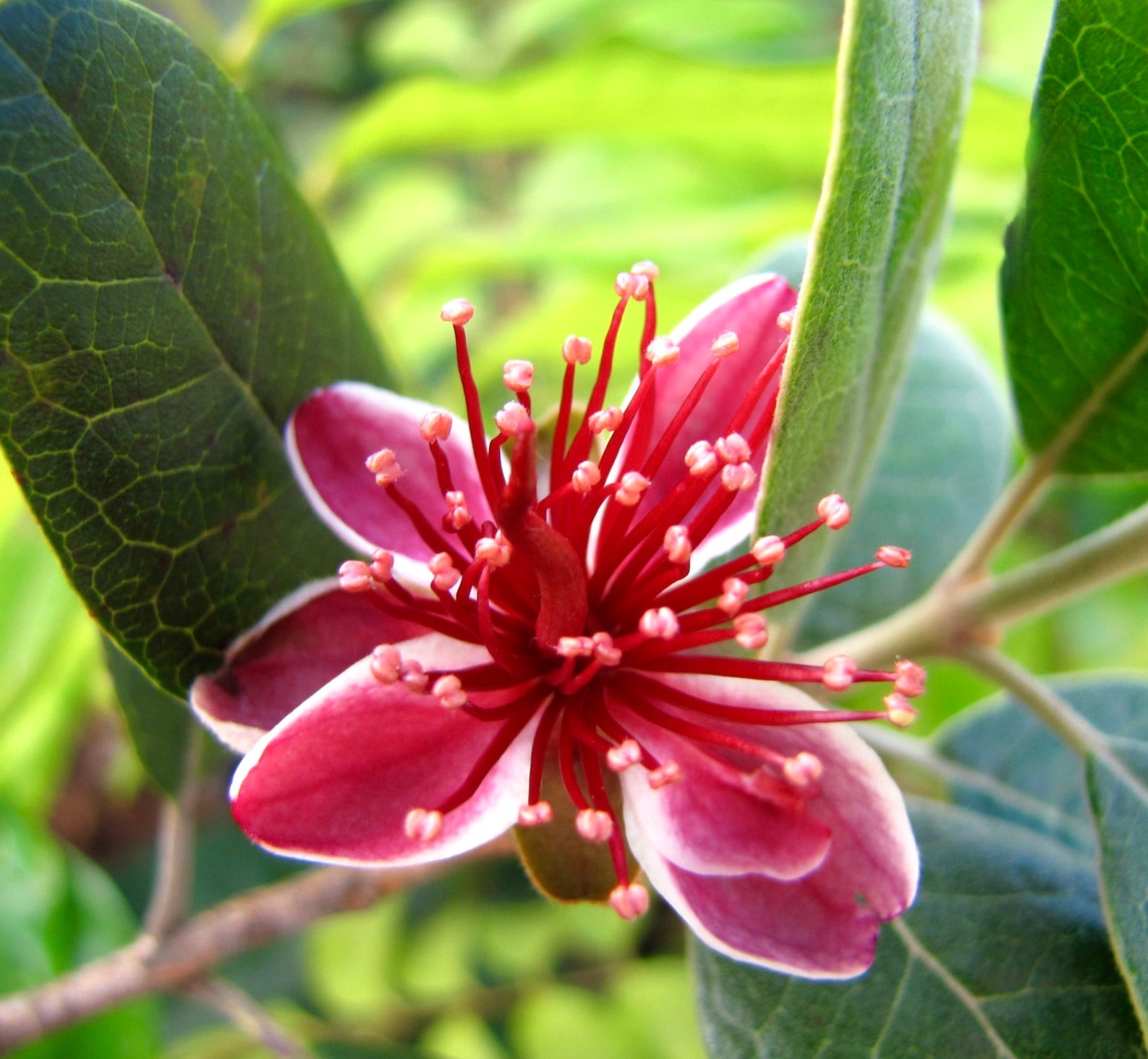 Fiore di Acca sellowiana con stami rosso vivace e foglie ovate verdi, primo piano