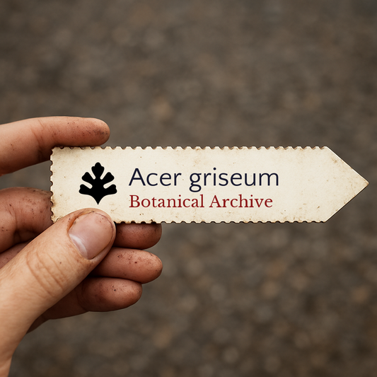 Etichetta per piante stampata per Acer griseum Botanical Archive tenuta a mano con dita macchiate di terra