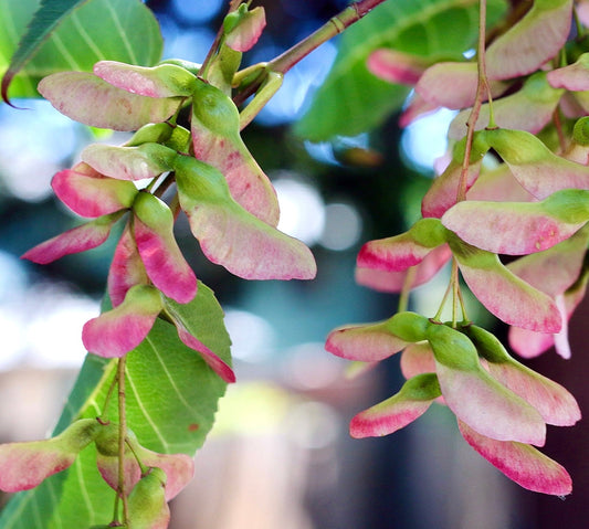 Samare di Acer davidii con ali rosa e verdi appese ai rami con foglie verdi