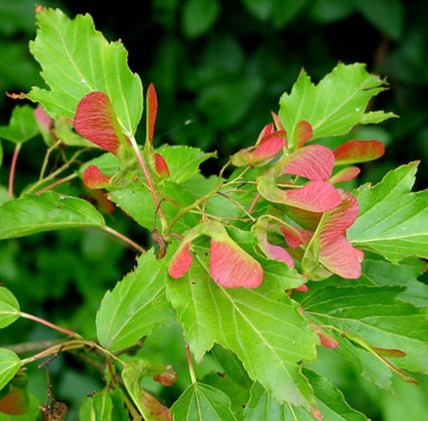 Foglie verdi di Acer ginnala con distinti samare rosse su rami sottili