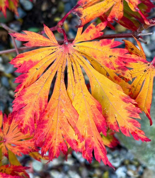 Acer japonicum cv 'aconitifolium' vibrant orange and red dissected autumn leaves close-up