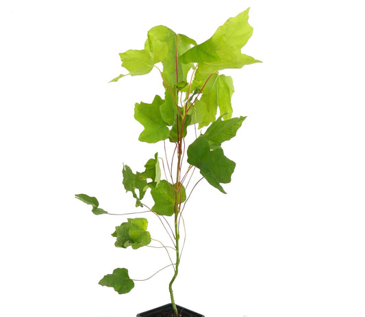 Acer macrophyllum young slender sapling with bright green lobed leaves and thin red stems