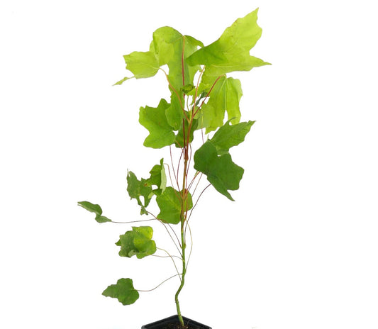 Giovane albero snello di Acer macrophyllum con grandi foglie lobate di un brillante verde acceso
