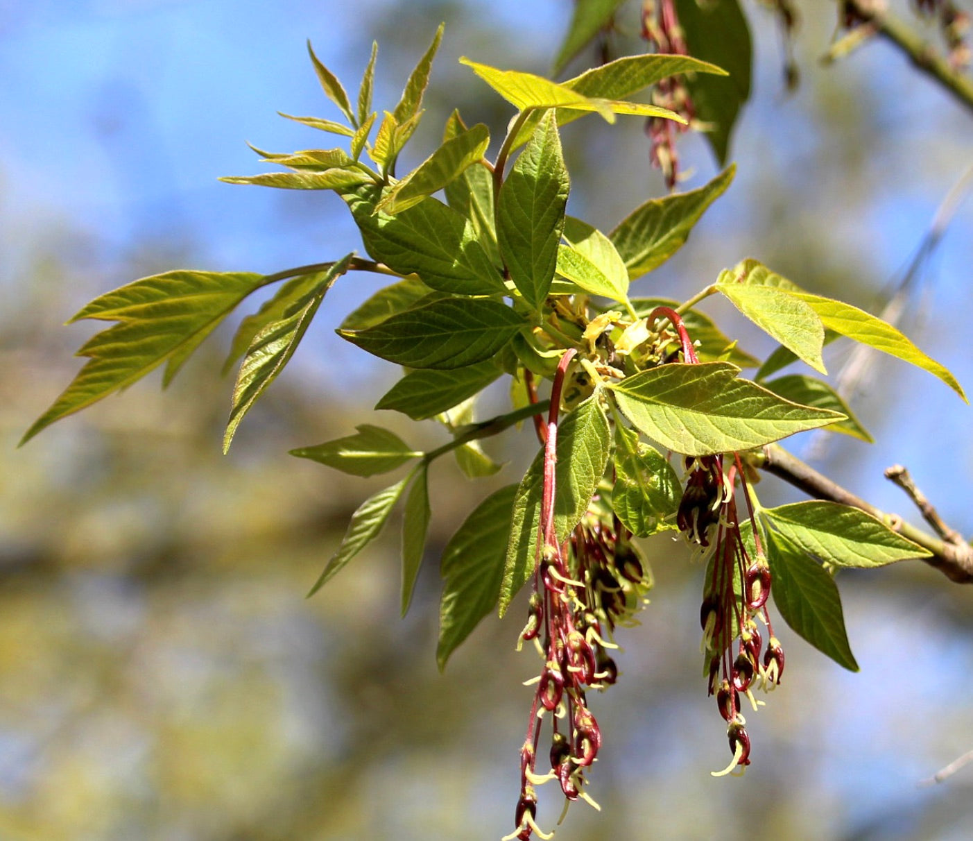 Foglie fresche verdi di Acer negundo con fiori pendenti rosso-porpora alla luce del sole primaverile
