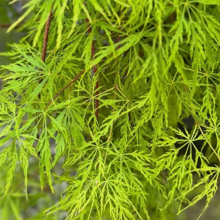 Acer palmatum 'dissectum viridis' delicate finely dissected bright green leaves close-up
