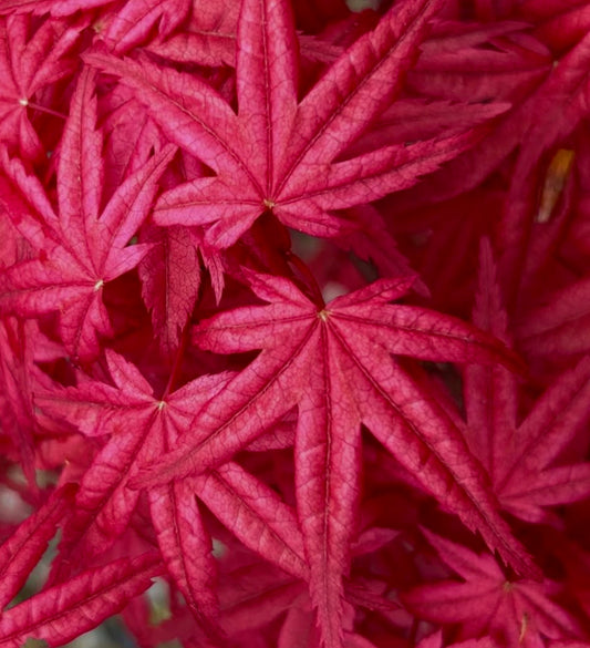 Acer palmatum cv DESHOJO foglie di acero giapponese rosso vibrante in primo piano