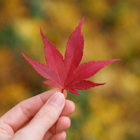 Foglia di acero giapponese Acer palmatum cv atropurpureum di colore rosso intenso tenuta in mano