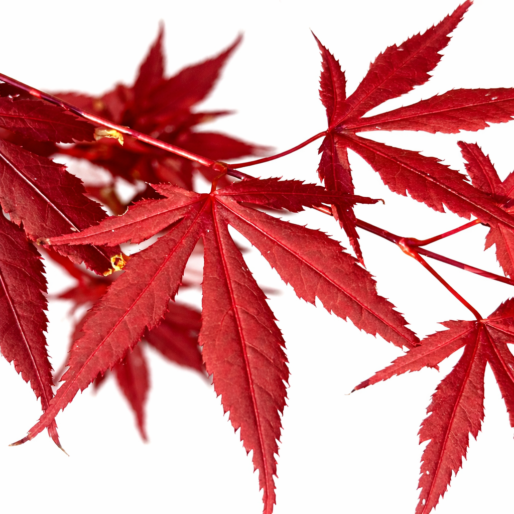 Foglie vibranti di acero giapponese Acer palmatum cv atropurpureum rosso intenso, primo piano