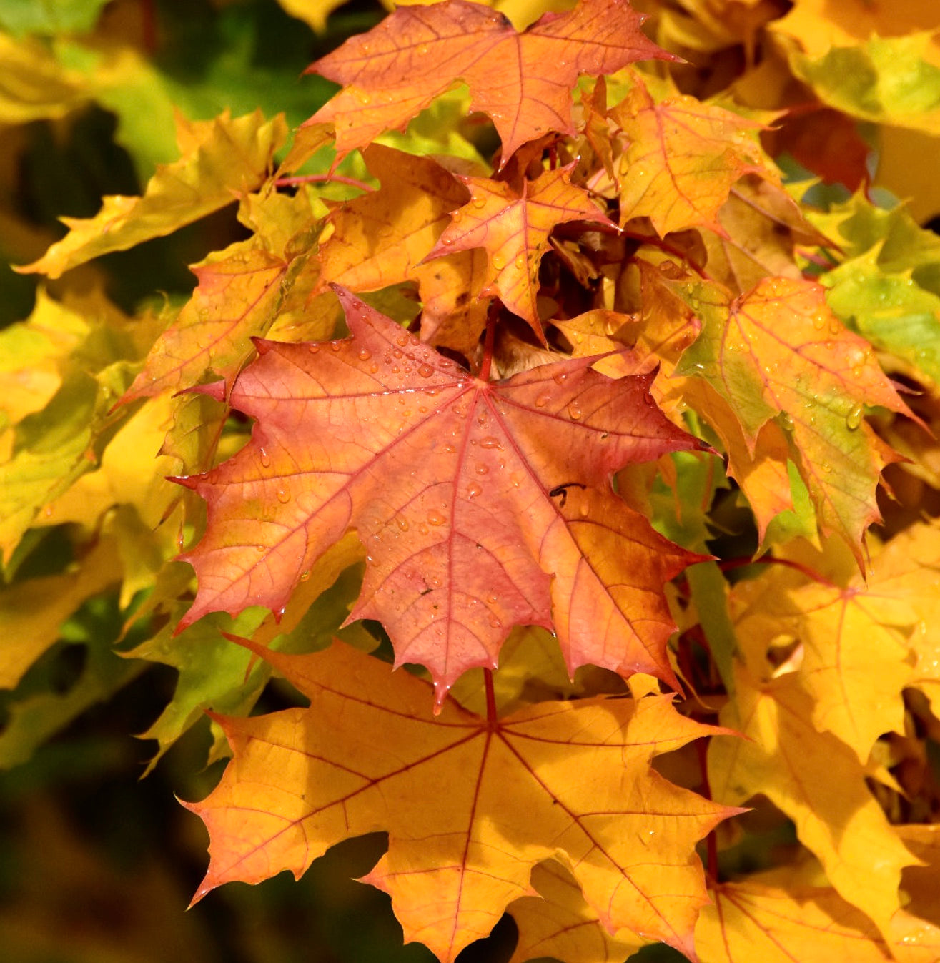 Foglie autunnali vivaci di Acer platanoides con foglie di acero arancioni e gialle, primo piano