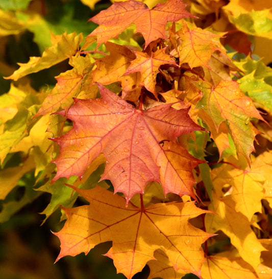 Foglie autunnali vivaci di Acer platanoides con foglie di acero arancioni e gialle, primo piano