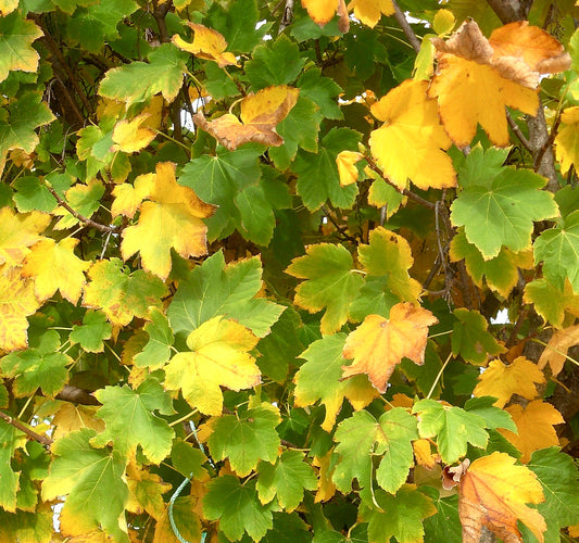 Foglie autunnali verdi e gialle di Acer pseudoplatanus su rami di alberi decidui