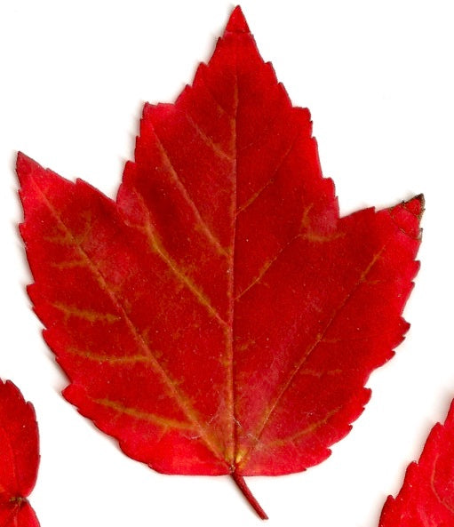 Acer rubrum cv 'BRANDYWINE' vibrant red autumn maple leaf with serrated edges