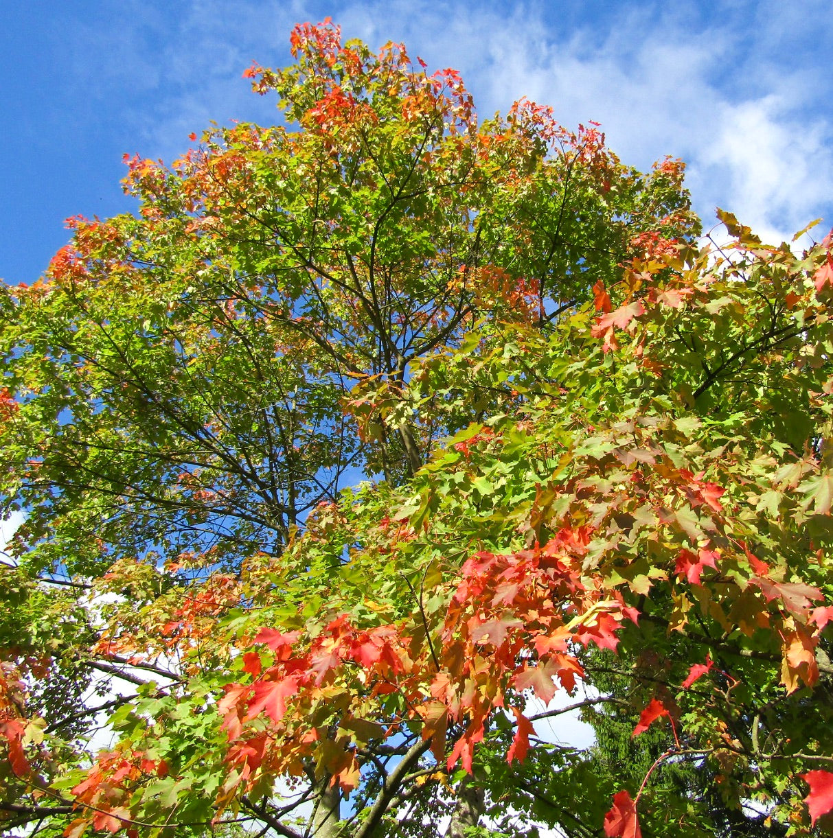 Albero di Acer saccharinum con foglie autunnali colorate e fogliame vivace rosso e verde