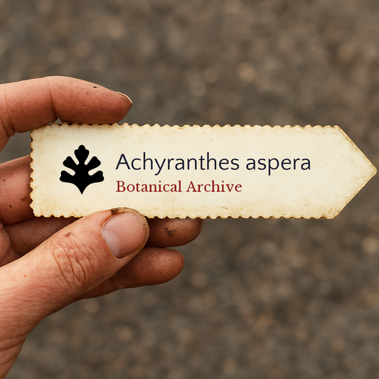 Etichetta vintage dell'archivio botanico per Achyranthes aspera tenuta in mano all'aperto