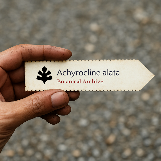 Etichetta per pianta stampata per Achyrocline alata tenuta a mano con sfondo sfocato di ghiaia