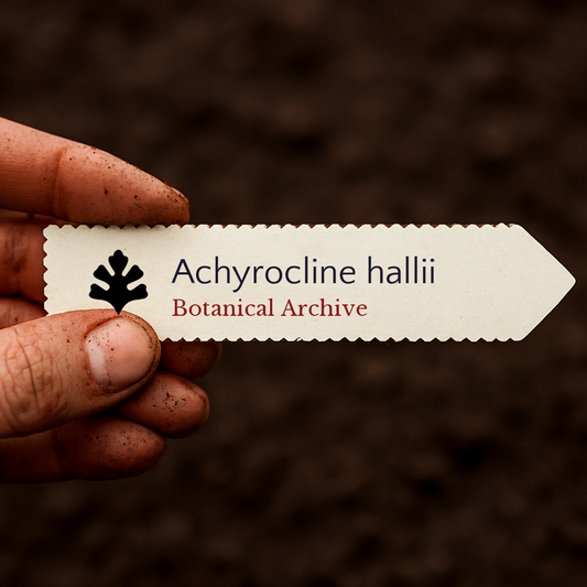 Etichetta stampata per piante di Achyrocline hallii tenuta in mano su sfondo di terreno