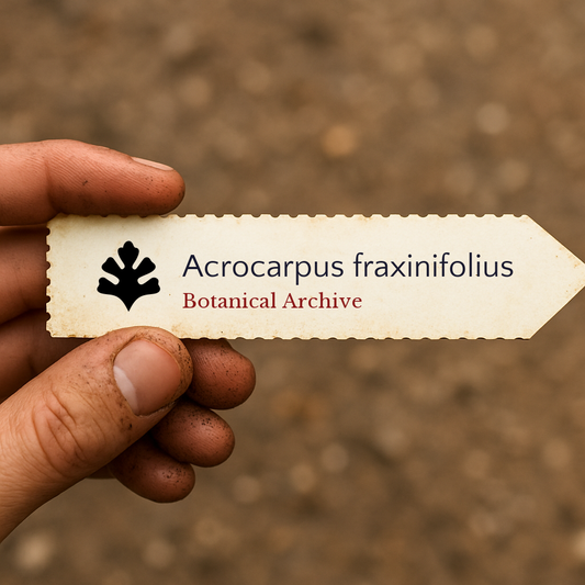 Etichetta per pianta stampata di Acrocarpus fraxinifolius tenuta in mano con sfondo di terreno