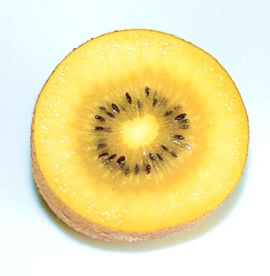 Fetta di frutto di kiwi giallo maturo Actinidia deliciosa con semi visibili e consistenza succosa