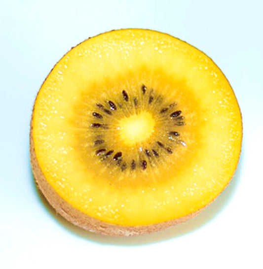 Fetta di frutto di kiwi giallo maturo Actinidia deliciosa con semi visibili e consistenza succosa