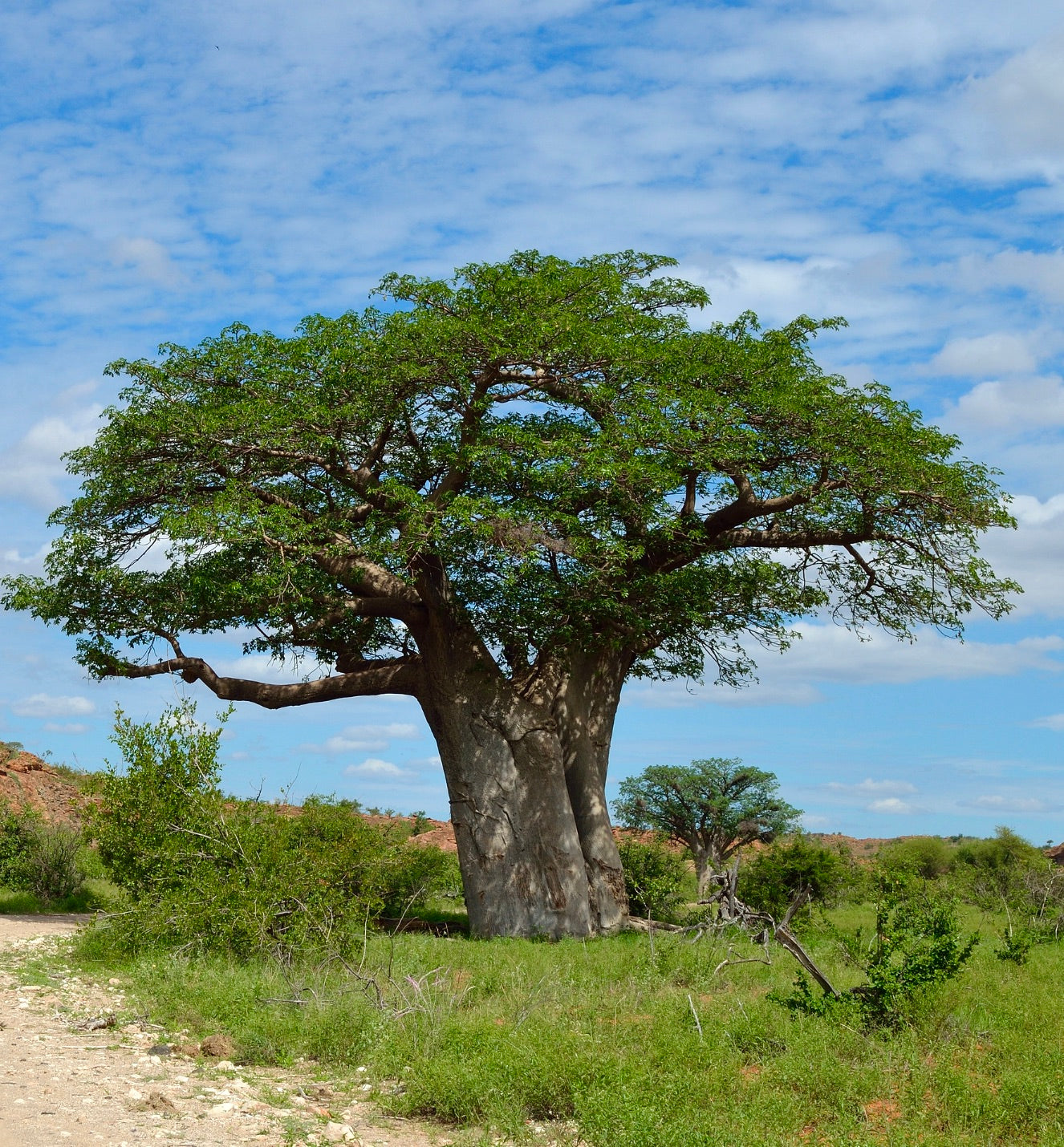 Adansonia digitata large baobab tree with thick trunk and spreading green canopy
