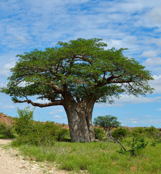 Adansonia digitata large baobab tree with thick trunk and spreading green canopy