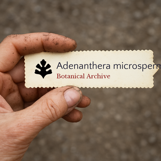 Etichetta portatile vintage di Botanical Archive per Adenanthera microsperma con bordi decorativi