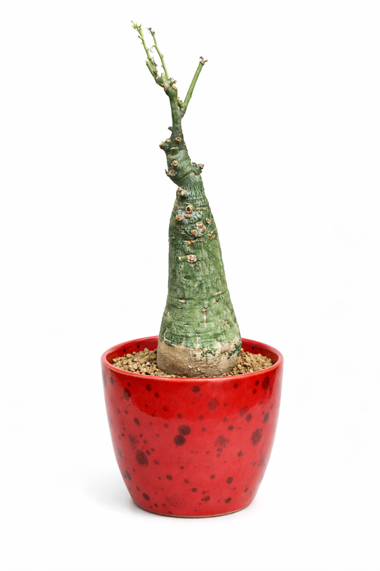 Adenia firingalavensis pianta succulenta caudiciforme rara in vaso rosso maculato