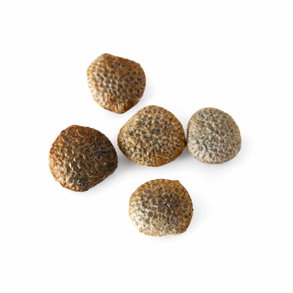 Adenia glauca seeds with textured brown surface on white background
