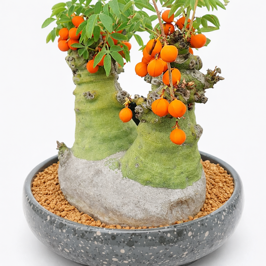 Succulenta Adenia glauca con caudice spesso e bacche arancioni vivaci in vaso maculato