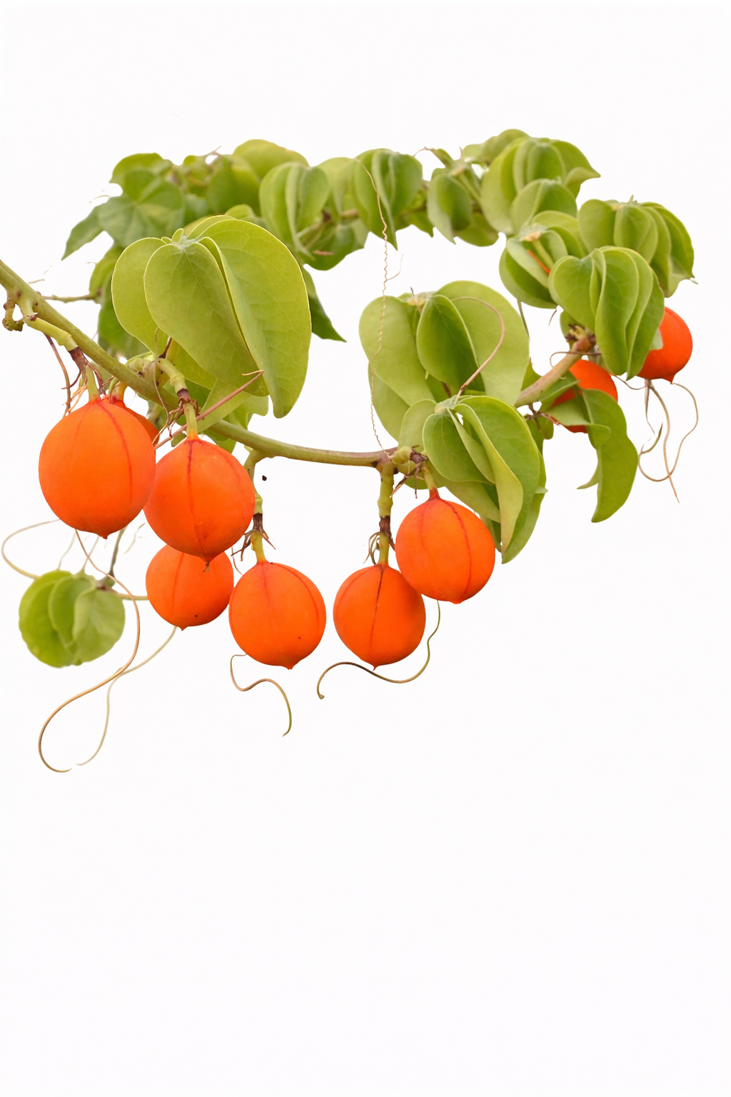 Adenia glauca vine with bright orange round fruits and green heart-shaped leaves