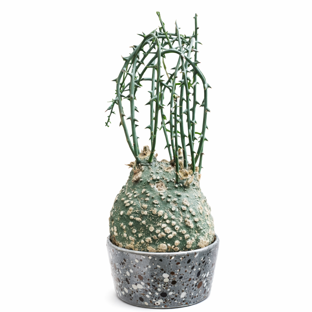 Adenia globosa rare succulent caudex with spiny green stems in decorative pot