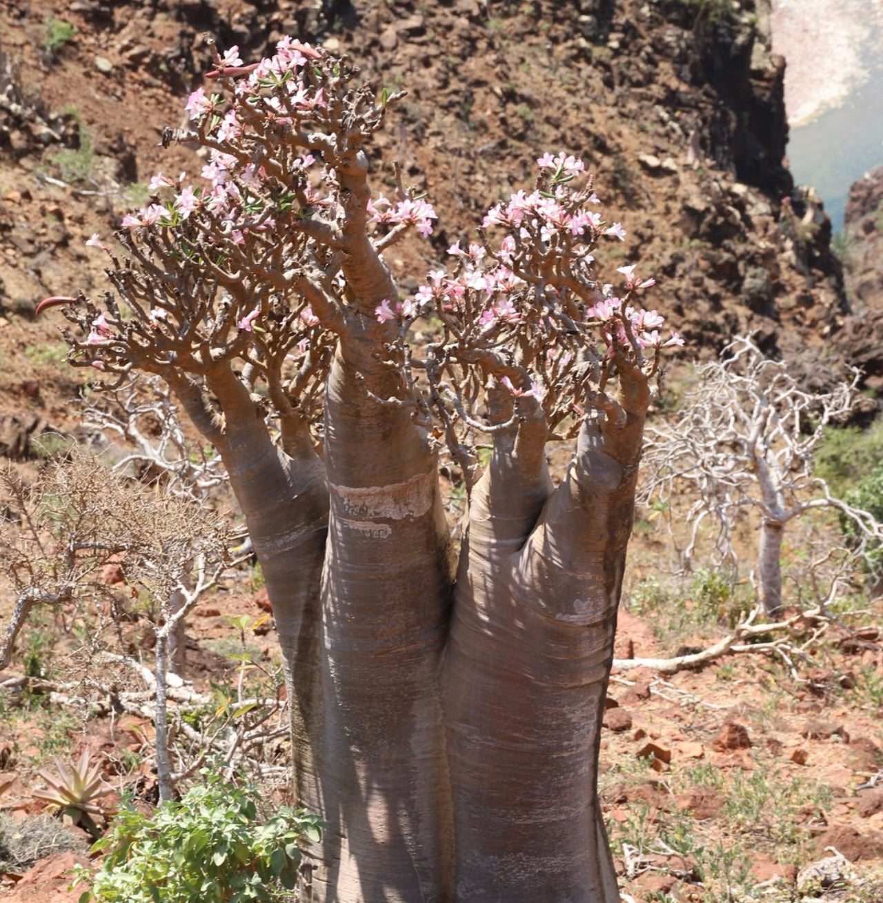 Adenium obesum succulenta con caudice spesso e delicati fiori rosa in un paesaggio arido