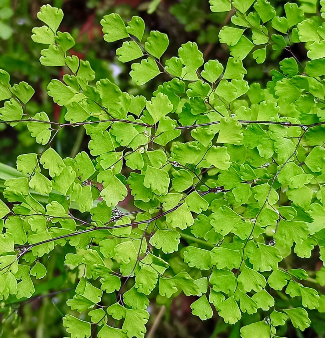 Adiantum aethiopicum delicate bright green fern with small fan-shaped leaflets and thin dark stems
