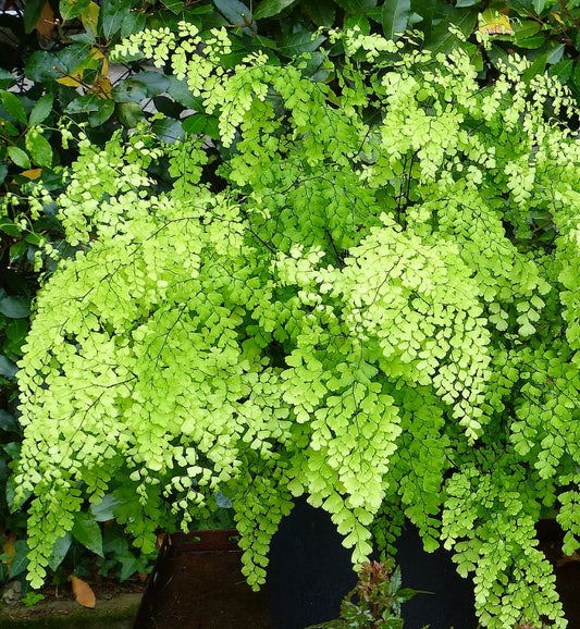 Adiantum raddianum | Maidenhair fern | Delta maidenhair