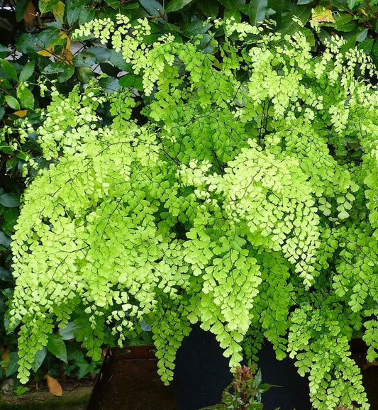 Adiantum raddianum delicate bright green fronds with fine black stems in pot