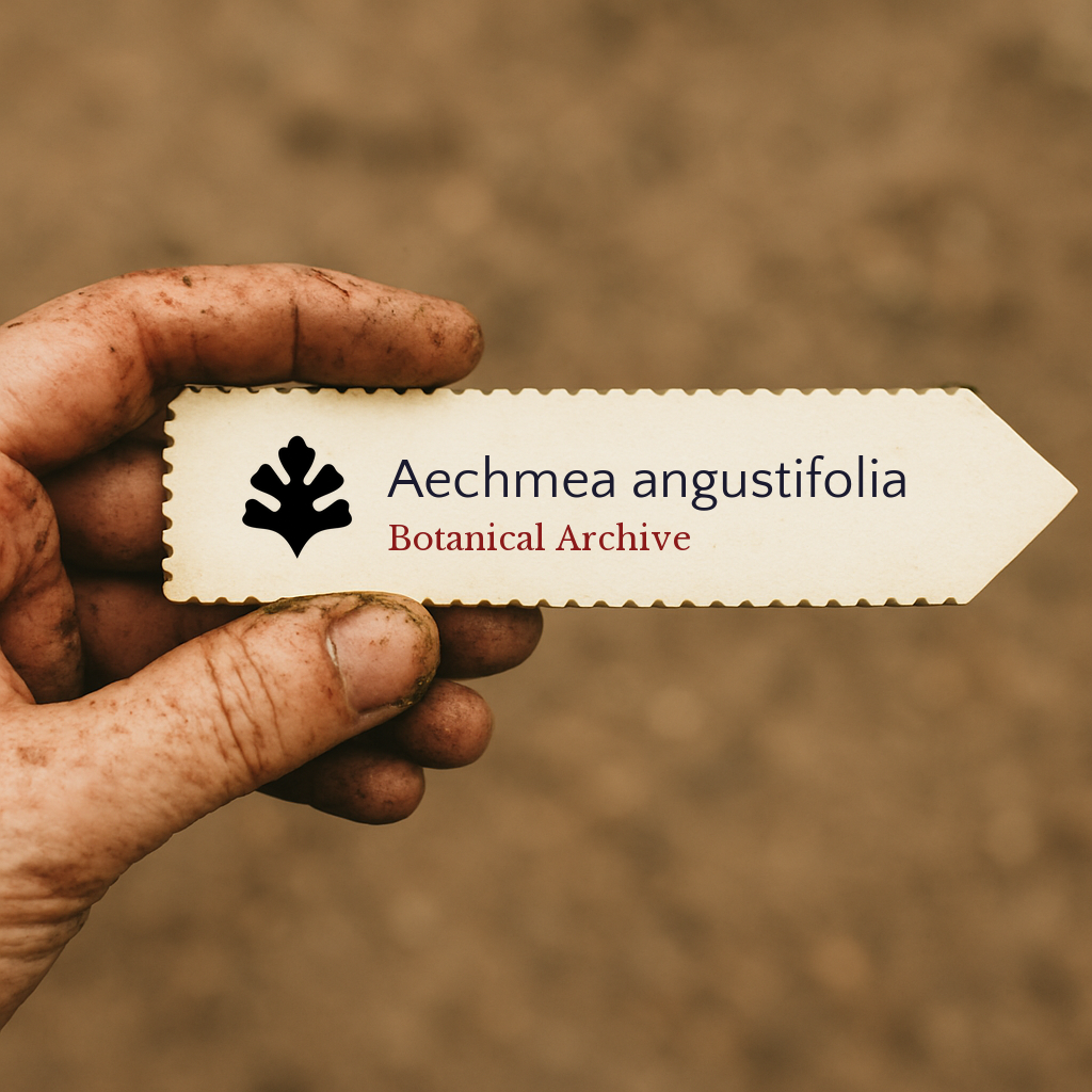 Printed plant label for Aechmea angustifolia held by dirty hand against soil background