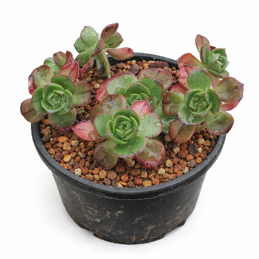Aeonium volkeri succulent with green rosettes and red-edged leaves in black pot