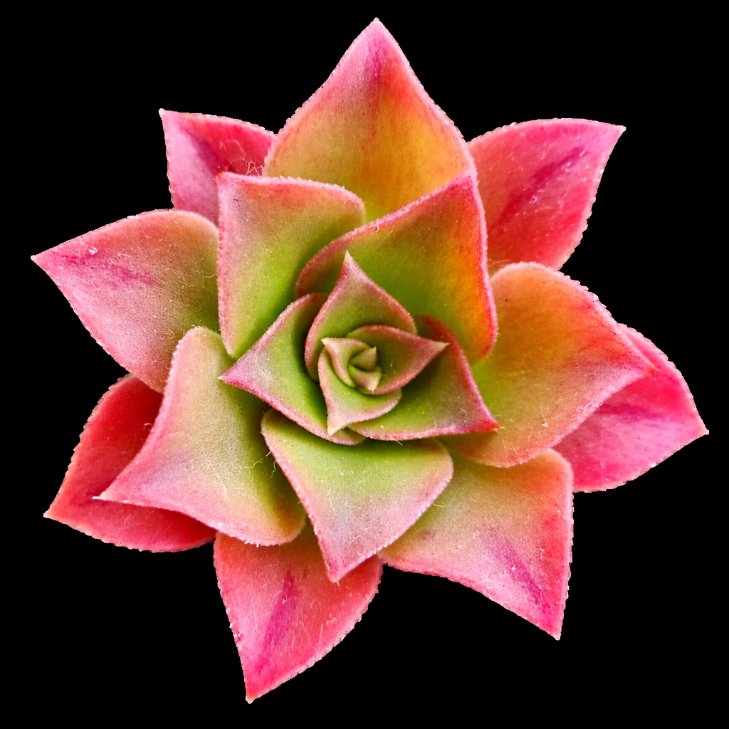 Aeonium webbii succulent rosette with green and pink pointed leaves