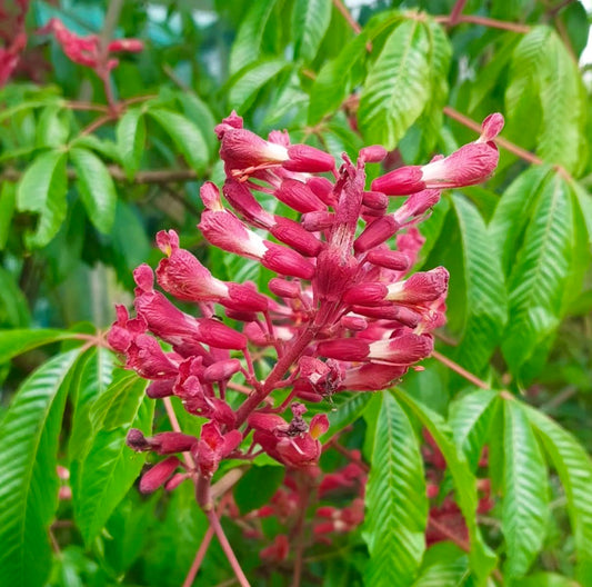 Aesculus pavia fiori tubulari rossi vivaci con foglie verdi lussureggianti e seghettate
