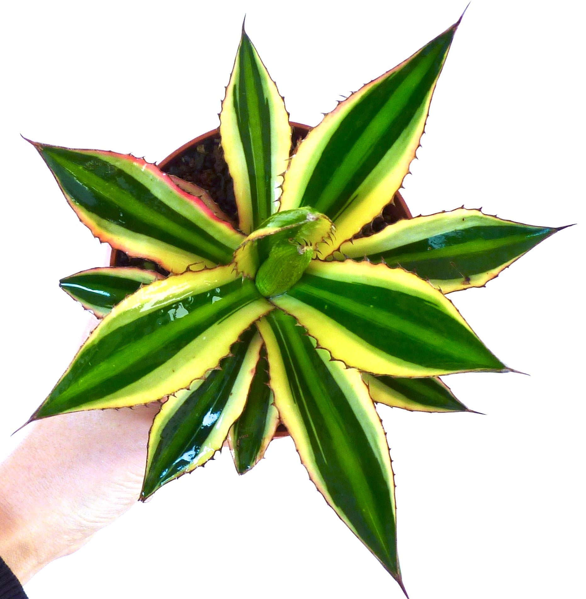 Agave lophantha con foglie variegate verdi e gialle e spine appuntite pianta succulenta