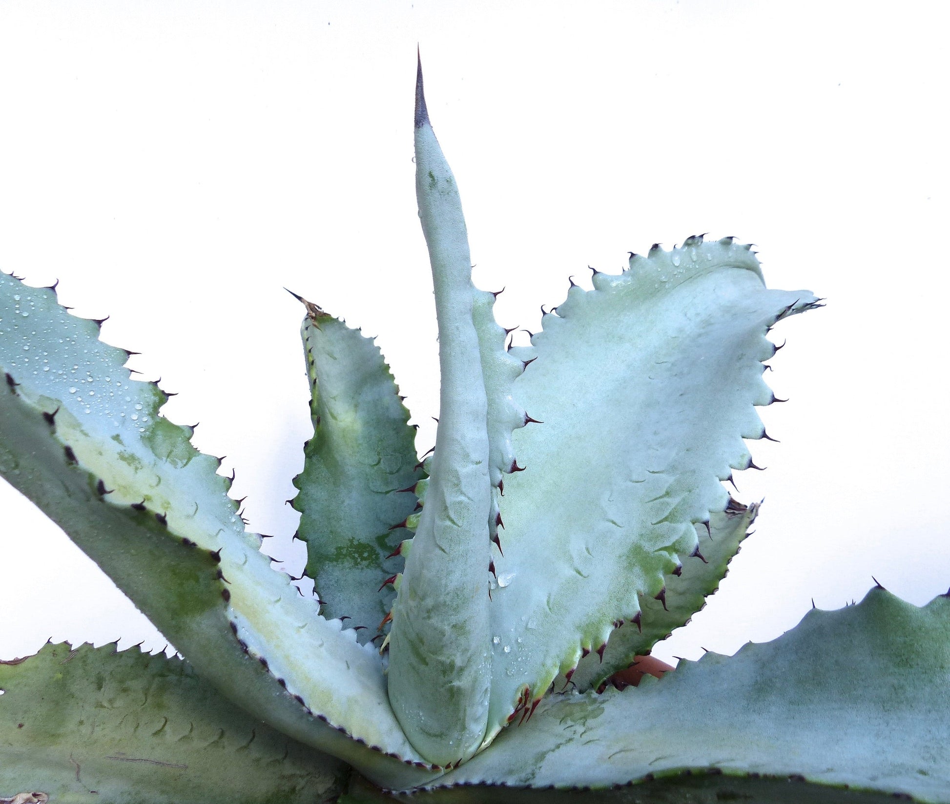 Succulenta Agave marmorata con foglie larghe blu-verdi e spine rossastre