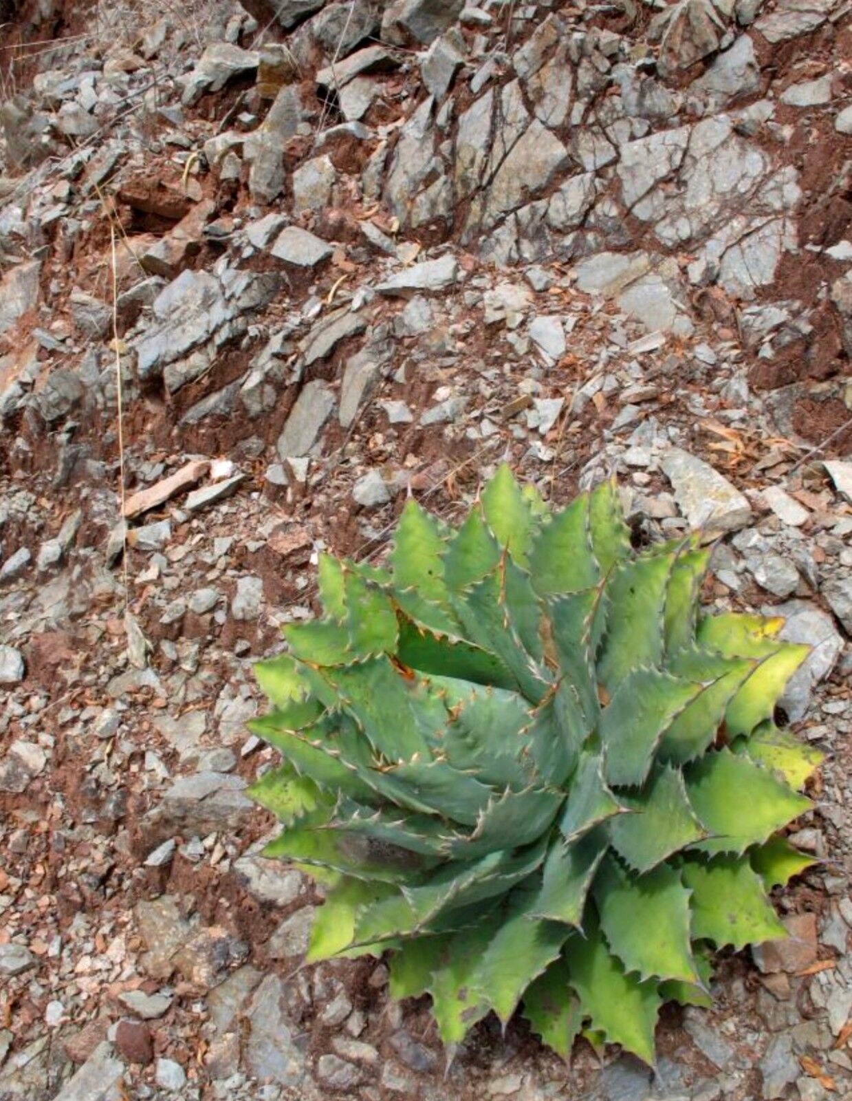 Rosetta succulenta di Agave nussaviorum con foglie verdi spinose su terreno roccioso