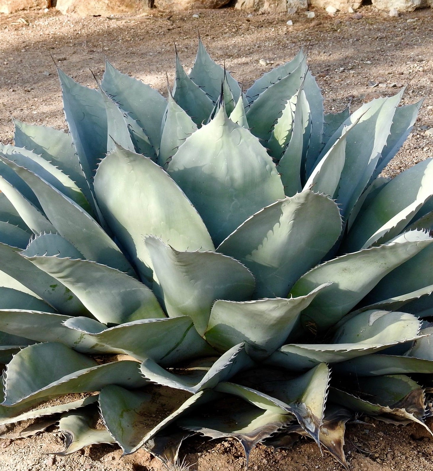 Agave ovatifolia succulent with broad blue-gray leaves and sharp spines growing in soil