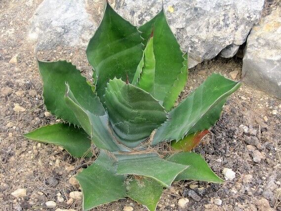 Pianta succulenta Agave salmiana con spesse foglie verdi spinose che crescono in un terreno roccioso