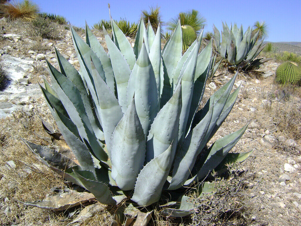 Agave scabra succulent with thick blue-gray spiny leaves in rocky desert habitat