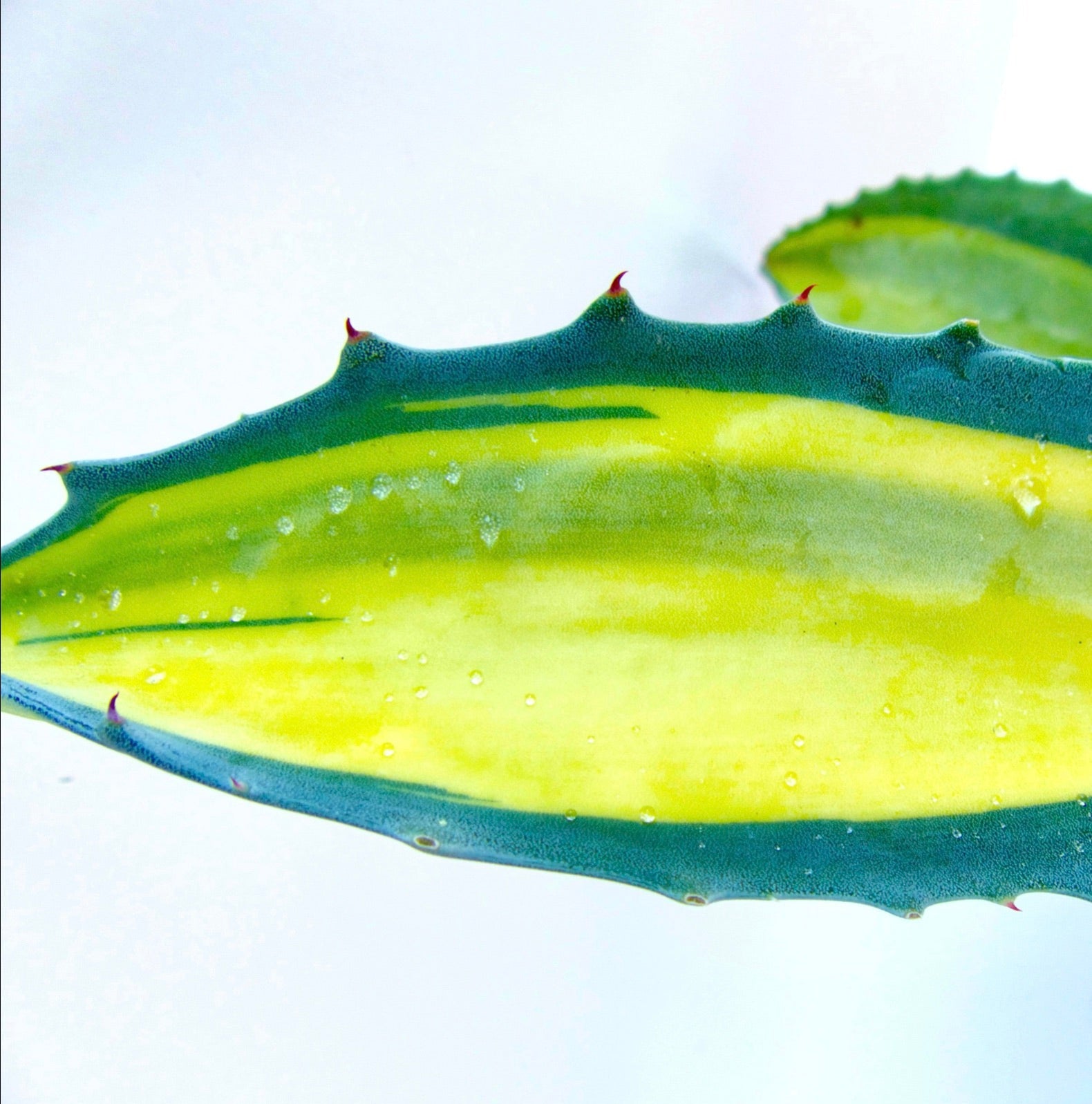 Foglia succulenta di Agave americana var. mediopicta con variegatura gialla e spine acuminate