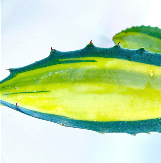 Foglia succulenta di Agave americana var. mediopicta con variegatura gialla e spine acuminate